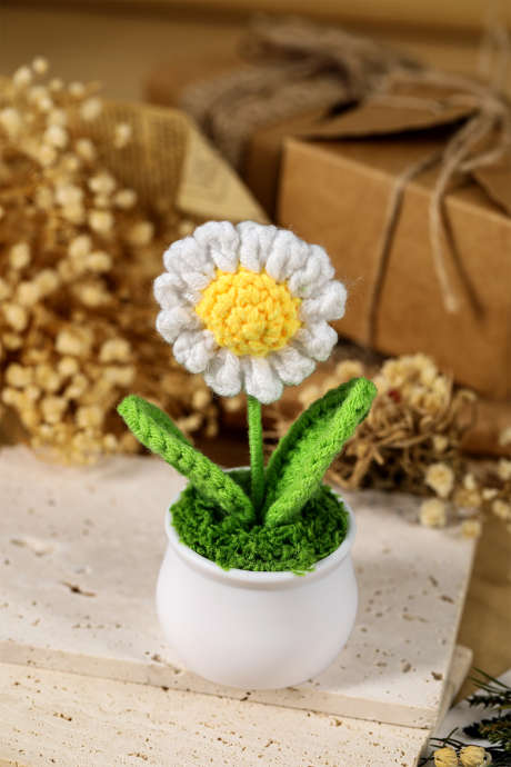 Valkoinen virkattu päivänkakkara-ruukkukasvikoriste